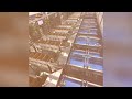 Custom lemon 🍋 fully automated packing line: @packlinetech  #agriculturetechnology