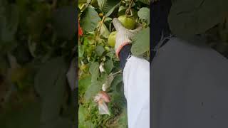 Pink Guava Harvesting  紅心芭樂成熟了#farming #garden #satisfying #fruits #台灣水果 #taiwanfruits #video