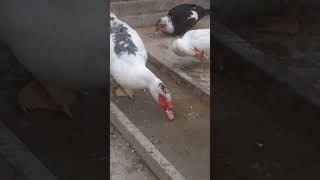 Ducks mashallah