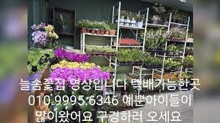 2월22일 늘솜꽃집 영상입니다 택배가능한곳 010.9995.6346 예뿐아이들이 많이왔어요 구경오세요