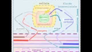 Diffusione organica