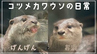 コツメカワウソの日常