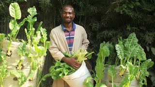 Jinsi Ya Kufaidika Na Eneo Dogo Kwa Bustani|Maneno Ya Walioshinda Na Ahazi Ngessy|Profitable Garden.