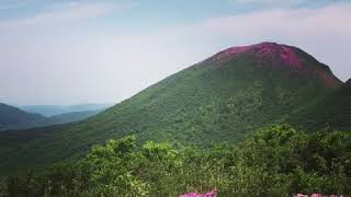 くじゅう2018⛰立中山1468ｍの💐ミヤマキリシマは満開です♡