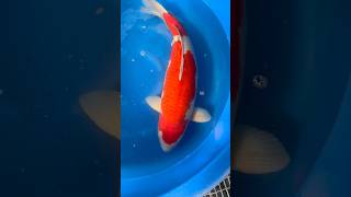 HUGE KOHAKU! #shorts #japanesekoi #fish #koipond #koi #japan #fishjapan