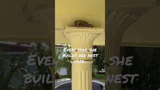 No matter what we do, she finds a way to build her nest here.  So we  will let her do her thing