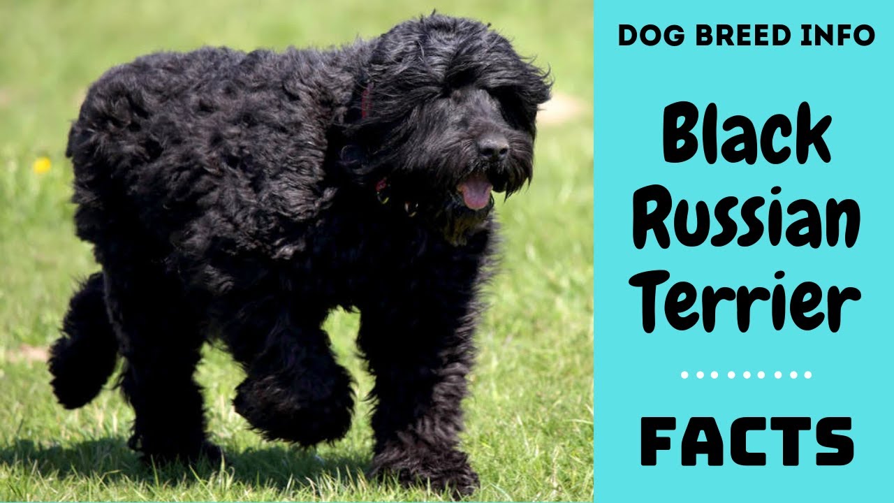 Black Russian Terrier Dog Breed. All Breed Characteristics And Facts ...