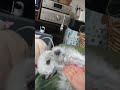 やる気満々のお手✋🍑めんどくさいお手👊🍓 yorkie bedlington ベドリントンテリア ヨーキー shorts