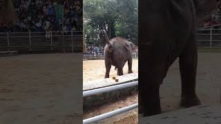 How Asian elephants are raising the tails to get ready for a big round 🐘  January 3, 2025