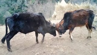 Ox Fighting 🐂|| गोरु जुधाइ