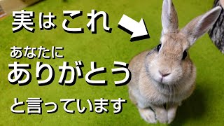 【うさぎの愛情表現】うさぎが飼い主に見せる「ありがとう」の仕草８選