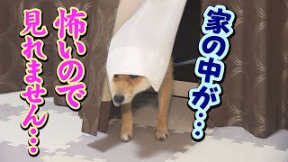 【爆笑】部屋に○○を置いたら、こうなっちゃいました………