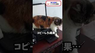 猫のお腹をコピーした結果…