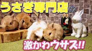 専門店の可愛いウサギ！【うさぎ専門店monLapin】