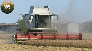 Trebbiatura frumento | Claas Lexion 740 | Lissignoli | WHEAT HARVEST 2020