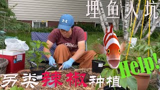 【渔耕笔记】种辣椒 | 家庭菜地 后院菜园如何种辣椒青椒 埋鱼增肥