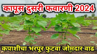 कपाशीला दुसरी फवारणी | kapus dusri favarni | Cotton second spary | कापूस भरपूर फुटवा जोमदार वाढ