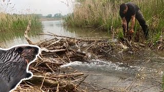 Unclogging Beaver Dam At Quarry Lake Drain - Beaver Dam Removal !