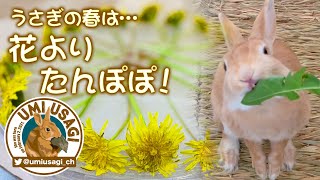 うさぎの春は…　花よりたんぽぽ！　[67]