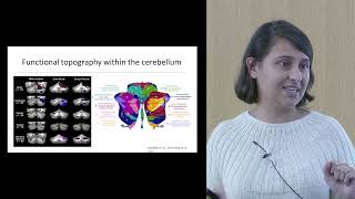 The Cerebellum in Cognition, Development and Disorders with Anila D'Mello, PhD