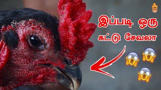 Kattu Seval Valarpu Murai | Sanda Kozhi | சேவலின் வகைகளை பற்றி தெளிவான விளக்கம் | Beard Foodie