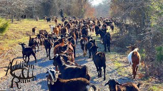 Everything has to GO, Spanish Goats, Mashona/Angus Heifers and the Cows…. To the next pasture