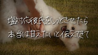 【女性向け】塩対応ツンデレ彼氏を嫉妬させたら好きが爆発して甘えた犬系彼氏になった【シチュエーションボイス/睡眠導入/ロールプレイ/甘々/甘える/溺愛】 #asmr