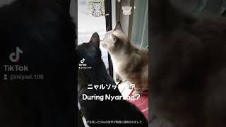 ニャルソック中？（During Nyarsoq?）#cat #猫動画 #猫好き#ニャルソック#猫のいる暮らし