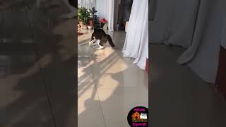 Best Funny Cat Videos Omg So Cute Cats I love Cats #Shorts MFDAC-A253