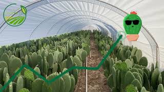 PRODUCCIÓN DE NOPAL - NOPAL VERDURA - NOPALITOS FRESCOS