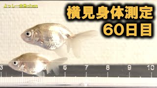 Goldfish] Growth record of Tsugaranishiki fry at 60 days of age and Yokomi body measurements.