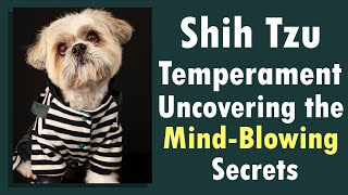 Shih Tzu Temperament: Uncovering the Mind-Blowing Secrets