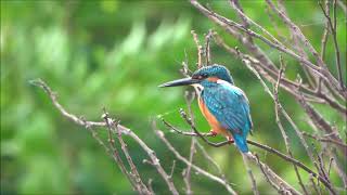 普通翠鳥吐出食物繭及排泄 Common kingfisher regurgitating pellets and excreting