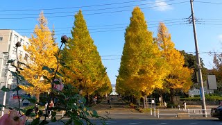 296 [4K] Hiyoshi to Motosumiyoshi | JAPAN Nov 2021