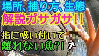 初春ガサガサ#1 魚の捕り方、居る場所を解説します！