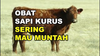 GT-PS #221 Sapi Kurus Sering Mau Muntah, Kenapa \u0026 Obatnya Apa Dok?