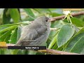 indian bird sounds part 6 hd sound and video indian_birds indian_bird_sounds bird_calls