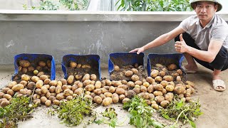 Growing Potatoes In Plastic Containers Saves Costs And Increases Productivity 5 Times