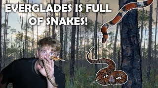 The Everglades is FULL of Snakes! Herping in Florida!