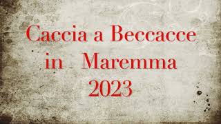 caccia a beccacce in maremma 2023