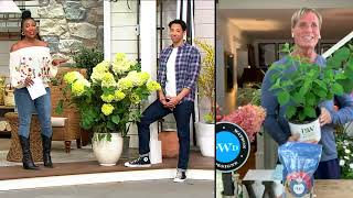 Phillip Watson Designs 1-Piece Proven Winner's Limelight Prime Hydrangea Plant on QVC