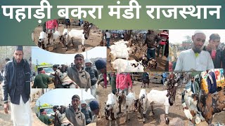 पहाड़ी बकरा मंडी राजस्थान Pahadi Bakra Mandi Rajasthan پہاڑی بکرا منڈی راجستھان9671369795