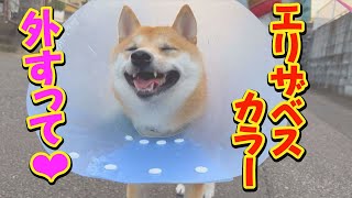 Shiba Inu, freed from stress, becomes like a stranded fish