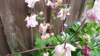 Aquilegia ( 매발톱꽃: Columbine) Granny bonnet