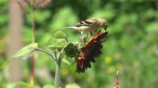 Young American goldfinch