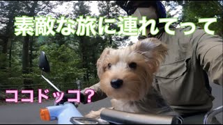 【癒し】素敵な旅に連れてって　ワンコの旅　リトルカブで奥多摩へ      　　　　　　　　 　　　　　　＃ツーリング＃バイク女子＃浦田ペン