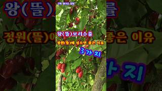 보리수를 정원에 심으면 좋은 이유 3가지#보리수#왕보리수#뜰보리수#5도2촌#farming