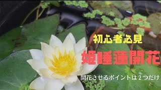 【姫睡蓮開花】開花させるポイントは２つだけです！