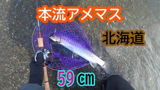 【北海道】本流アメマス59㌢