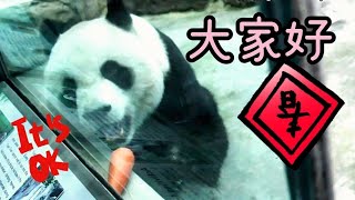 圓圓食慾恢復大口吃，模樣很可愛|熊貓貓熊The Giant Panda Yuan Yuan and Yuan Bao|台北市立動物園